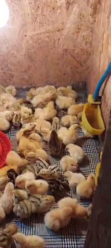 простые птички: Продам : индюков для развода или на мясо Яйца инкубационные в любом — 6