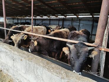 Коровы, быки: Продаю | Бык (самец) | На откорм — 7