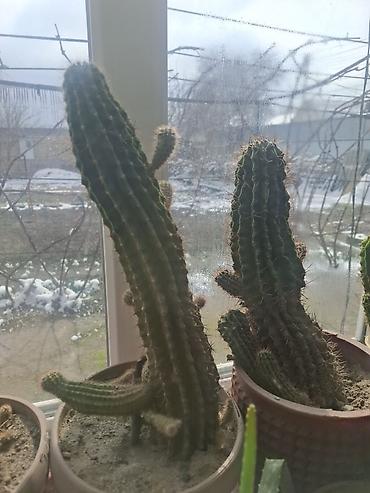 Другие комнатные растения: Продаю Много Комнатных Расстений — 5