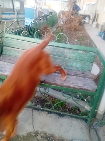 Продажа собак: Ирландски цеттр 1 год цено 200. $. кабел — 4