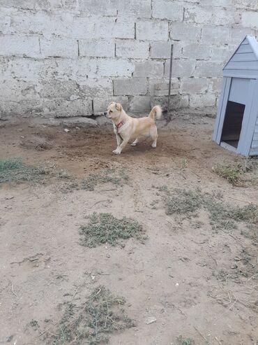 pitbull balasi: Pekines, 6 ay, Dişi, Peyvəndli, Ödənişli çatdırılma