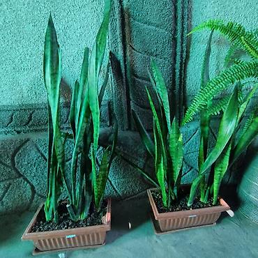 тещя: Сансевиерия (Sansevieria, «тещин язык», «щучий хвост») в горшках - — 4
