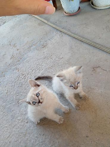 үй жаныбарлар: БЕСПЛАТНО!!! МАМА ШОТЛАНДСКАЯ ВИСЛОУХАЯ!!! Котята, помёт из нескольких — 8