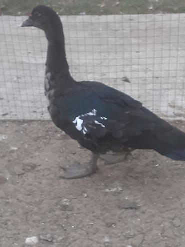 sabuncu toyuq bazari 2022: Erkek ordekler 30 man . aglar (pekin) biri 8 man. diri cekileri 1kg — 3