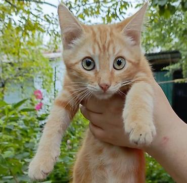 котиков: Кошка даром: Беспородная, 3 месяца, Мальчик, Метис — 2