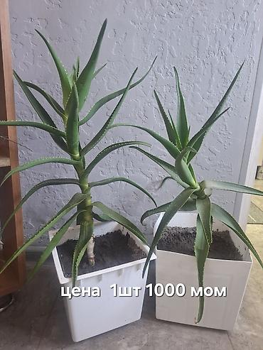 Алоэ: Продаю Алоэ Очень Много
цены от 250 и выше — 1