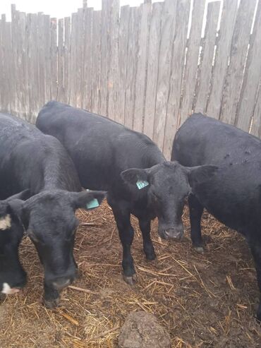 сколько стоит карликовый пудель: Сатам | Уй (ургаачы), Бука (эркек), Кунаажын | Бордоп семиртүү үчүн, Союуга, Көбөйтүү үчүн | Асыл тукумдуу