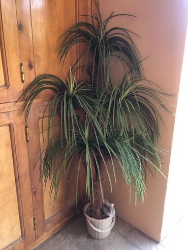 Комнатные растения: Пальмы