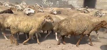 keci surusu: Dişi, il: 1, Damazlıq, Pulsuz çatdırılma — 5