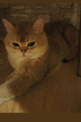 ən şirin pişiklər: Золотая шиншилла, Самец, Для вязки, Самовывоз