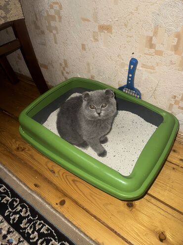 Pişiklər: Şotland, Dişi, Yaxşı əllərə — 4