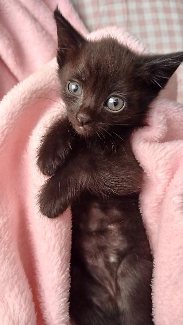коты бишкек: Раздаю котят Бишкек! Здоровые, обучены к лотку!!! — 3