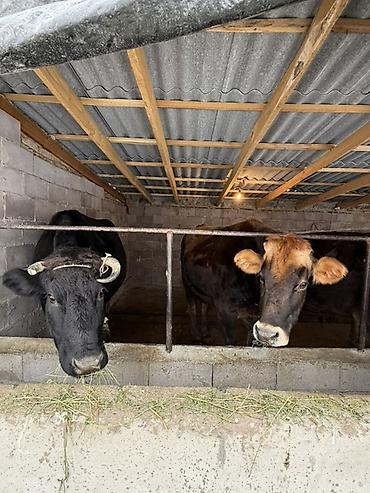 Коровы, быки: Продаю | Корова (самка) | Полукровка | Для молока | Привязанные — 7