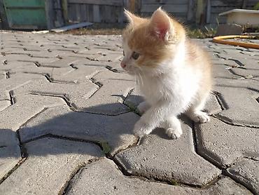 кошка британский: Кошка даром: Беспородная, 1 месяц, Девочка — 2