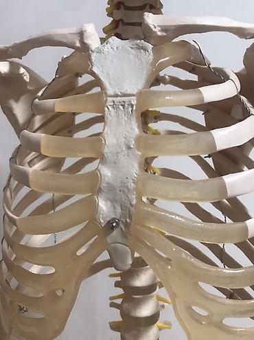 Медтовары: Viva Science tam ölçülü insan skeleti modeli - Brend: VIVA SCIENCE — 4
