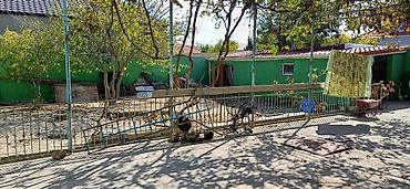 ev satilir type 0: PAKET KUPÇALI həyət evi satılır. ev 5 sotun içindədi ətraflı məlumat — 4