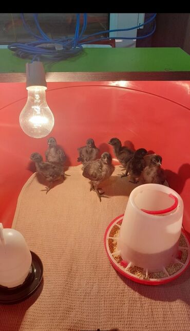 Xoruzlar: Xoruz, il: 1 -da lalafo.az — 6 Xoruzlar: Xoruz, il: 1 — 6