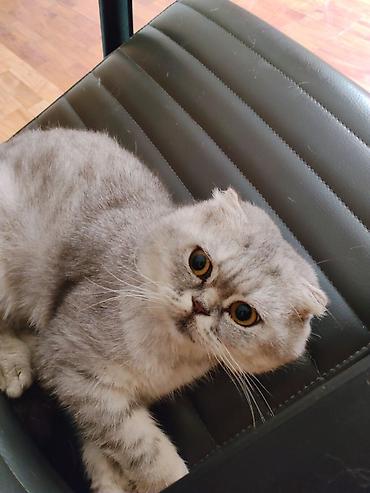 Кошки: Шотландская, Самец, В добрые руки, Самовывоз — 4