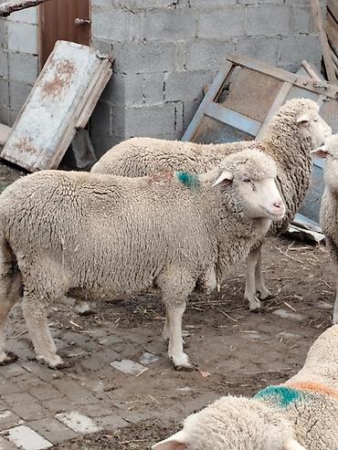 Баран, овца: Продаю | Овца (самка), Ягненок, Баран (самец) | Меринос — 1