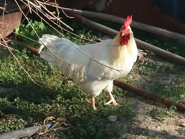 ağ baliq: Tam sağlam damazlığ ağ xoruz ünvan Binə qəsəbəsində vatsap var — 4