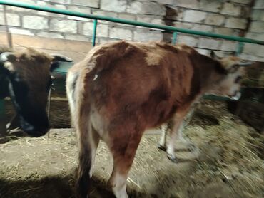Dana, buzov: Dana, buzov, Dişi, Holsteyn, ay: 1, 560 kq, Ətlik — 3