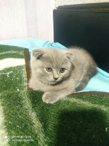 Pişiklər: Şotland, Erkək, Dişi, Yaxşı əllərə, Ünvandan götürmə — 25