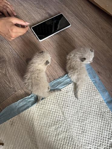 собаки щенки: Отдам в хорошие руки!!!!! Котята породы сиамские, дымчатые — 2