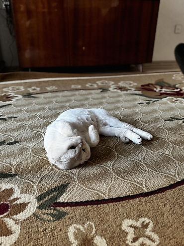 Pişiklər: Şotland yastı qulaq, Erkək, Cütləşmə üçün, Ünvandan götürmə — 9