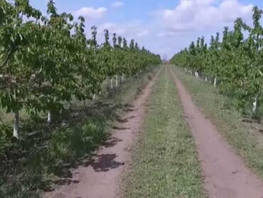 продам саженцы винограда: СРОЧНО продаю Саженцы черешни Каллированные высшие сорта Ташкент