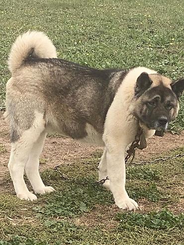 en gozel itler: Akita-inu — 3