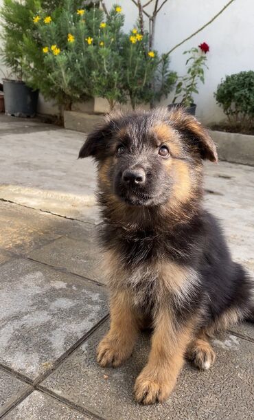 coban iti sekilleri: Alman çoban iti, 2 ay, Dişi