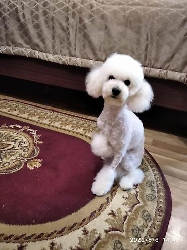 İtlər: Pudel, 6 ay, Dişi -da lalafo.az — 4 İtlər: Pudel, 6 ay, Dişi — 4