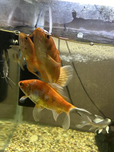 рыба мальки: Продаю золотых рыбок, 3 шт