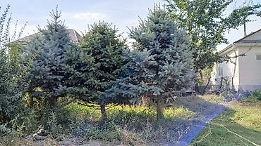 растение денежное дерево: Ели голубые (ели колючие, Picea pungens Glauca) — взрослые — 4