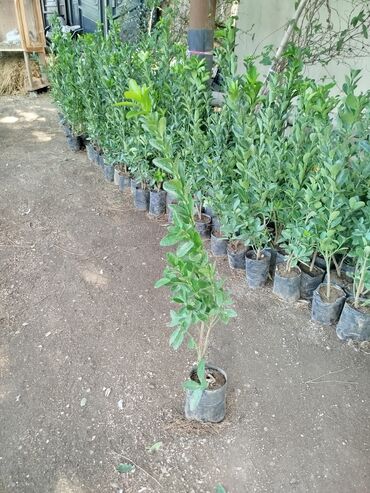 Buket güllər: Simsir agaci boylari 50sm ünvan mastaga qesebesinde