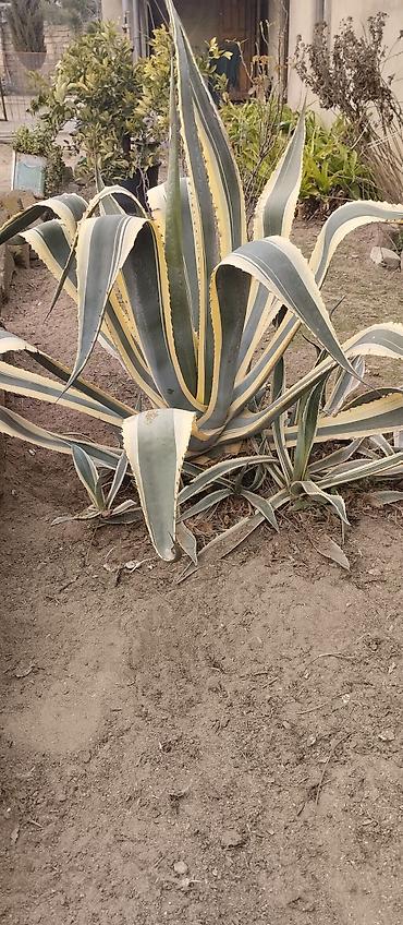 roza: Agava americana ‘Variegata’ – dekorativ sukulent boyu 1m 20 santi — 3
