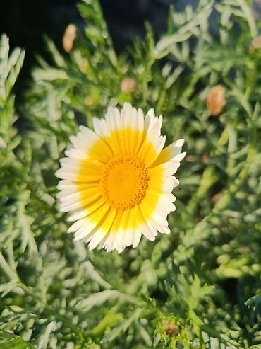хонча новруз: Payızgülü (Chrysanthemum coronarium) – dekorativ, yeməli yarpaqlı və — 8