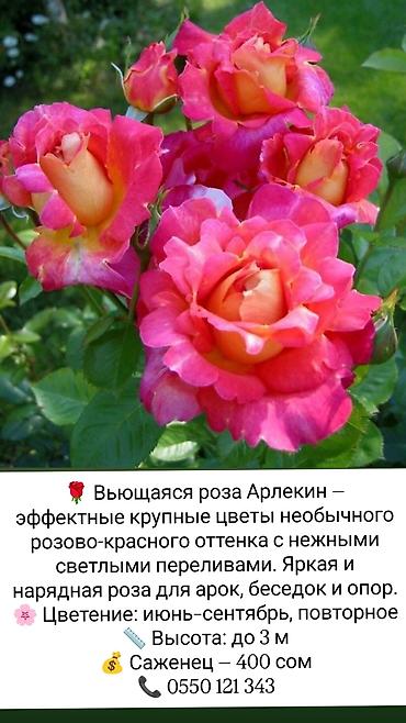 Саженцы Платная доставка