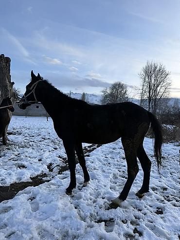 Лошади, кони: Продаю | Жеребец, Жеребенок | Рабочий — 11