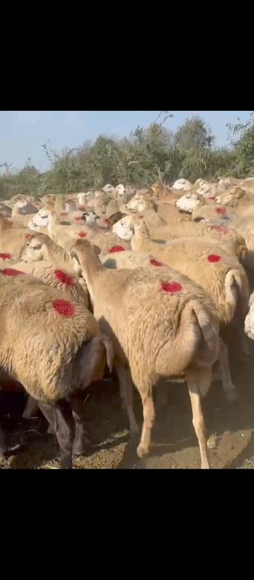 qala cinsi qoyun satilir: ÜNVAN.BeRde.gördüyünz.kimi.250.dene.1.2.qarlna.yelini.şişeyiler.sadllr