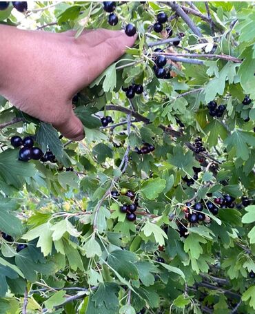 ванилин цена бишкек: Карагат Дүңүнөн, Акылуу жеткирүү