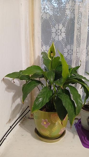 черный принц: Комнатные лианы в горшках - Сциндапсус (Epipremnum aureum — 6