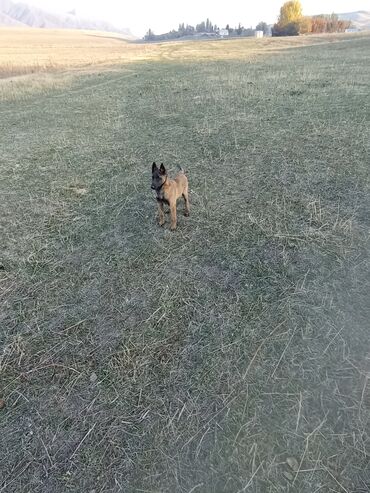 акустические системы kronos колонка в виде собак: Щенок породы, похожей на бельгийскую овчарку (малинуа). Описание: -