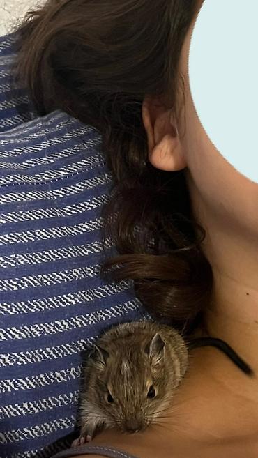 psi kupujemprodajem: Na prodaju su 5 mladunaca degu veverica, rođenih 18. septembra. ❤️ — 4