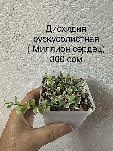 Бөлмө өсүмдүктөрү: Укорененные черенки/отростки. Адрес 8 мкр — 9