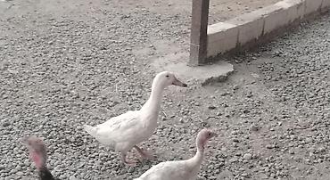 ordək balası və cucə: Satılır: ördək və muskovi ördək (hind-ördəyi) sürüsü - Növ: ağ yerli — 3