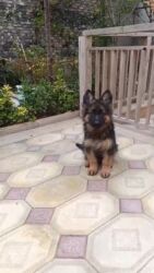 отдам хаски в добрые руки: - 3 aylıq tam cins Alman Afçarkası balası - Erkək bala, anası yanında