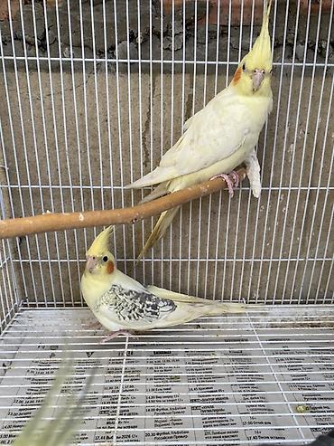 Tutuquşları: 3 ed korella
Qiymet 3 aitdi — 3