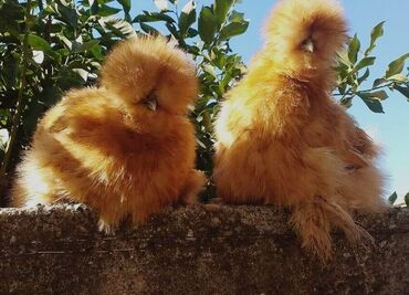 bmw 1 серия 125i at: Ponpon yumurtaları satılır türkiyədən gəlmə cins at lalafo.az bmw 1 серия 125i at: Ponpon yumurtaları satılır türkiyədən gəlmə cins