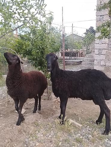 balın kilosu: Dişi, il: 1, Damazlıq, Ünvandan götürmə — 9